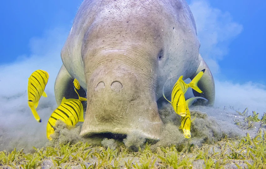 Nepolapitelný dugong