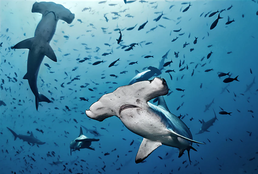 Potápění se žraloky na Kostarice