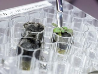 V laboratoři na University of Wisconsin vypěstovali první rostliny z měsíční hlíny. Vzorky dodala NASA z jejich misí Apolla 11
