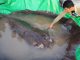 Na řece Mekong v Kambodži chytili doposud největší sladkovodní rybu na světě. Jedná se o 300 kilogramového rejnoka
