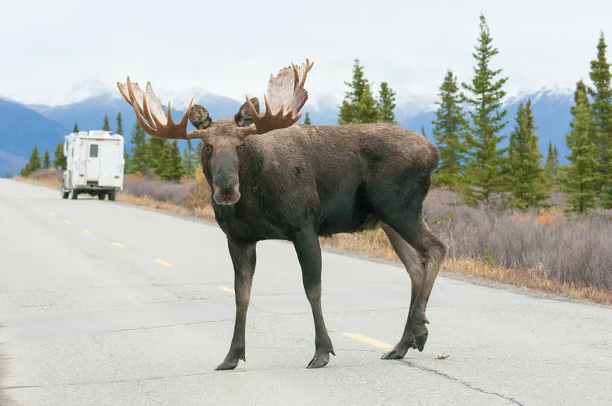 na Aljašských silnicích opatrně