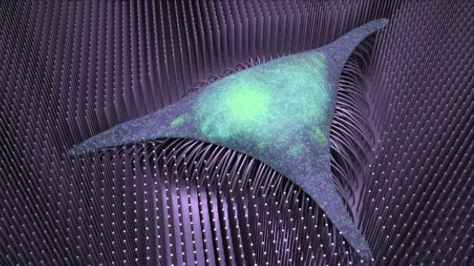 Vědci z King Abdullah University of Science & Technology (KAUST) vyvinuli nanotechnologii, která pomáhá regenerativní medicíně