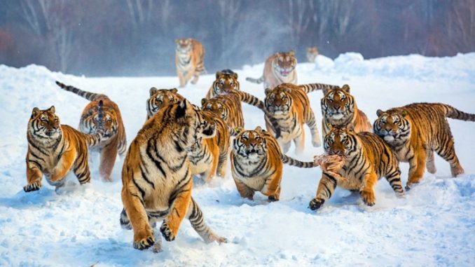 Podle překvapivé zprávy Mezinárodní unie pro ochranu přírody (IUCN) populace tygrů vzrostla od roku 2015 o 40 %