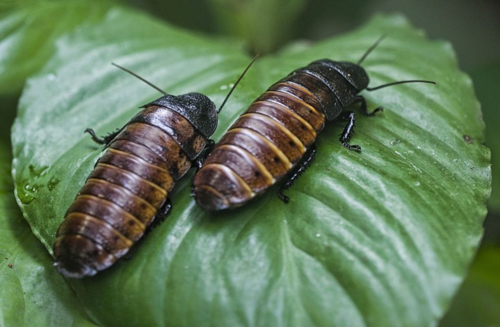 Pod vedením Kenjiro Fukudy, RIKEN CPR, výzkumný tým experimentoval s madagaskarskými šváby, kteří jsou přibližně 6 cm dlouzí