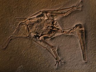 Nejstarší fosilie pterosaura se nedávno nalezla u městečka Painten v jižní části Franské Alby ve středním Bavorsku v Německu