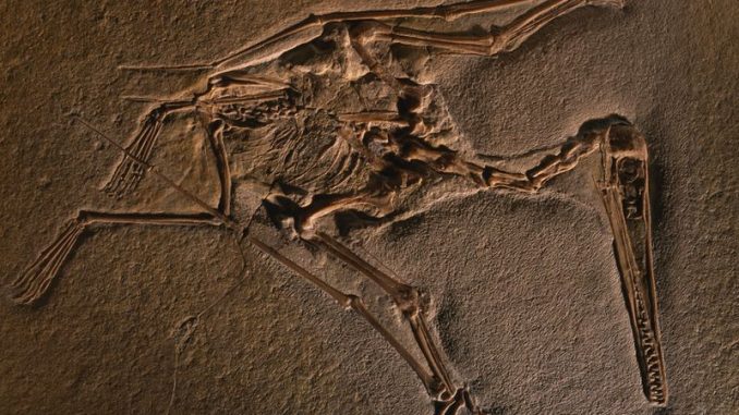 Nejstarší fosilie pterosaura se nedávno nalezla u městečka Painten v jižní části Franské Alby ve středním Bavorsku v Německu