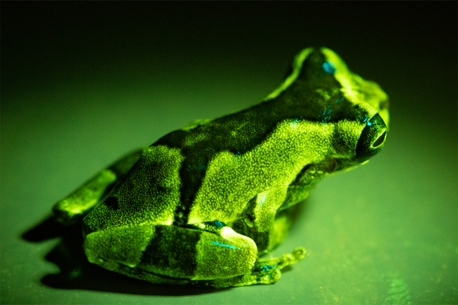 Fluorescence se poprvé objevila u žab v roce 2017