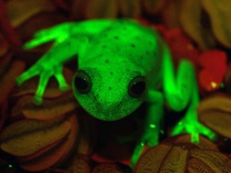 Průzkum stovek žab v Jižní Americe ukázal, že mnohem více žab v noci svítí. V noci mohou žáby vydávat slabou zelenou nebo oranžovou barvou