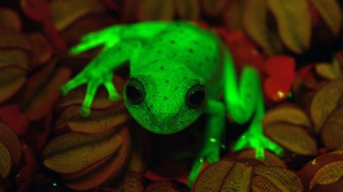 Průzkum stovek žab v Jižní Americe ukázal, že mnohem více žab v noci svítí. V noci mohou žáby vydávat slabou zelenou nebo oranžovou barvou