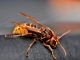 Rekordní výskyt asijských sršňů vyvolává obavy z katastrofálních důsledků pro populace včel na Britských ostrovech v následujících letec