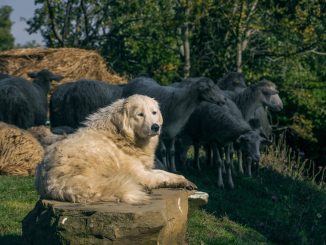 Pár italských ovčáckých psů pomohl ochránit hejno vánočních krocanů. Farmář George Ford z Blagdonu používá na ochranu dva ovčáky Maremma