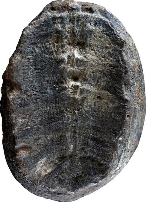 Zkamenělina je ve skutečnosti zkamenělé želví mládě