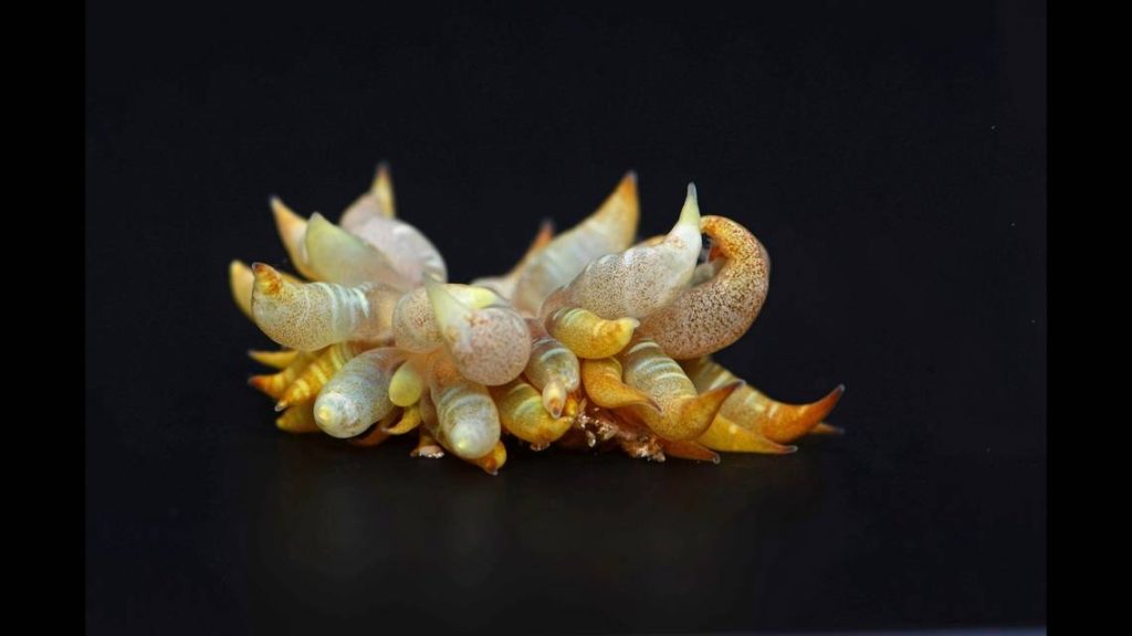 Sasanka žárovková, jak se jí neformálně říká, je průsvitný mořský tvor vyskytující se v Mexickém zálivu