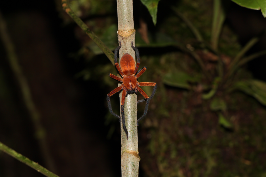 V ekvádorské Amazonii vědci letos objevili obrovského pavouka, který je prvním svého druhu v této jihoamerické zemi