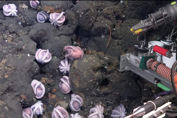 V hlubokém moři byly objeveny čtyři nové druhy chobotnic