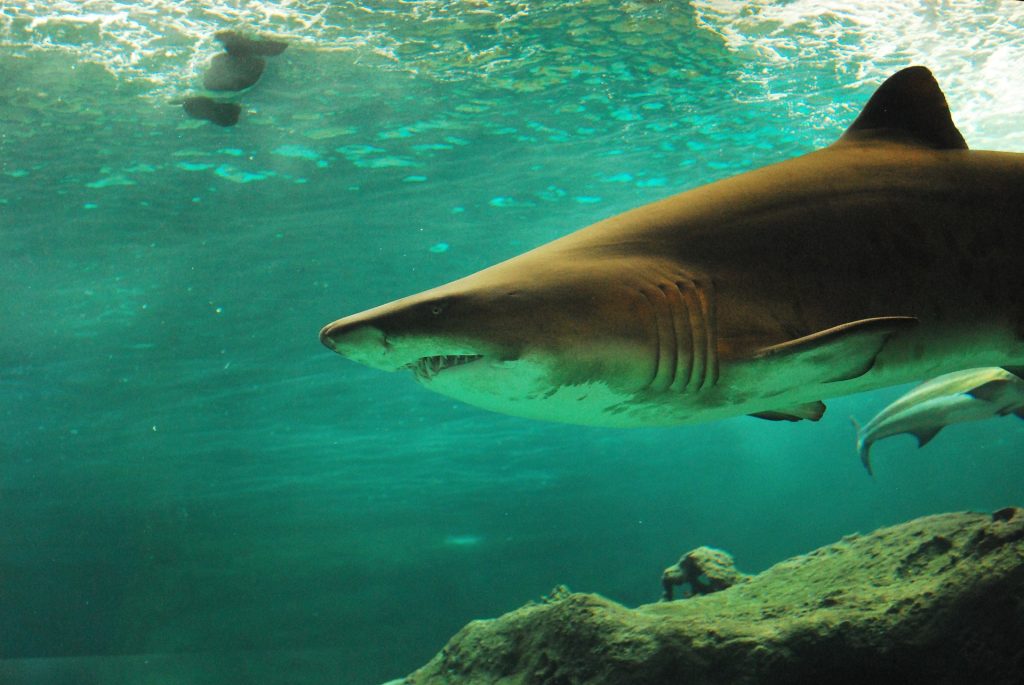90 smrtelných setkání za 13 let se týkalo útoku žraloků, a to především nevyprovokovaných