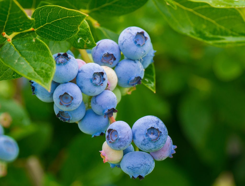 Voskové povlaky na modře zbarvených plodech, jako jsou borůvky (Vaccinium corymbosum), hrozny (Vitis vinifera) a některé švestky, obsahují nanostruktury, které rozptylují modré a ultrafialové světlo