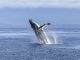 Vědci zjistili, jak vzniká velrybí zpěv - některé z největších velryb v oceánu vytvářejí podmanivé a složité písně