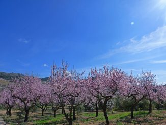 Vzácný mandloňový háj v České republice se po jedné z nejteplejších zim v historii dočkal velkého množství květů, které vykvetly trochu dříve