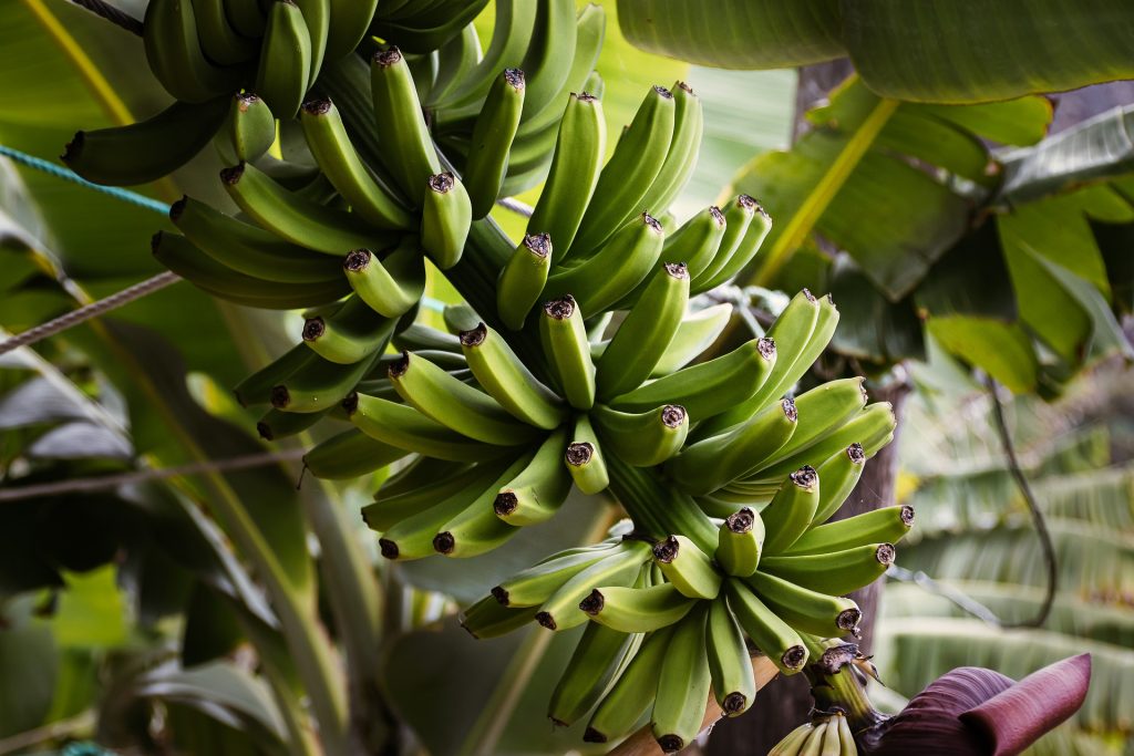 Kromě nepříznivého počasí, které ovlivňuje produkci, jsou banány citlivé i na nárůst teplot