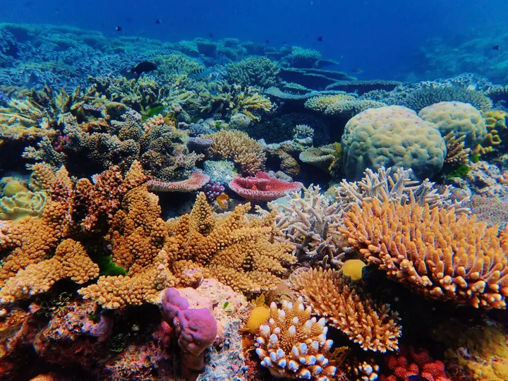 Díky podvodní zvukové technice rostou korály lépe