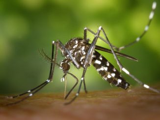 V loňském roce prudce vzrostl počet místních a importovaných případů horečky dengue. Zde se dozvíte, jak se před ní chránit
