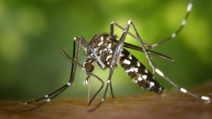 V loňském roce prudce vzrostl počet místních a importovaných případů horečky dengue. Zde se dozvíte, jak se před ní chránit