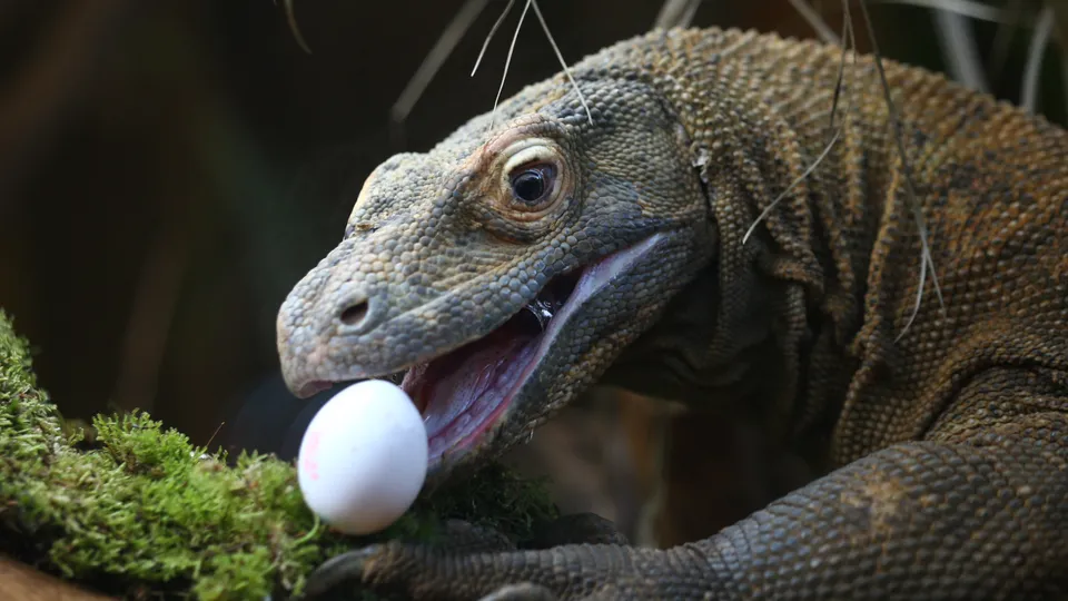 Vědci zjistili, že zuby varanů komodských jsou vyztuženy železem. To by mohlo posunout výzkum plazů a dinosaurů.