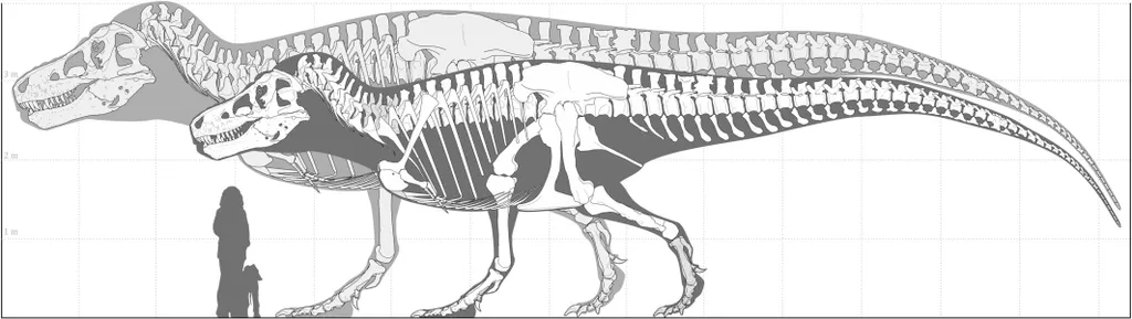 Největší T.rex všech dob mohl vážit 15 tun