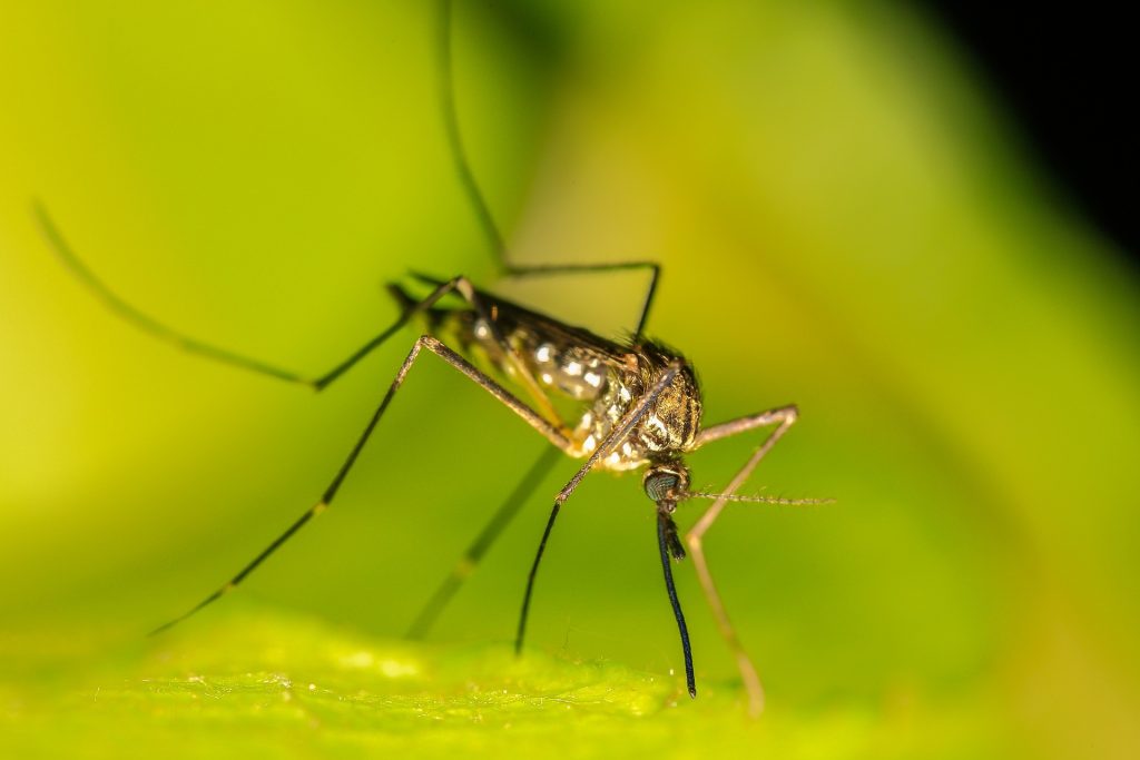 "Evropa již nyní pozoruje, jak změna klimatu vytváří příznivější podmínky pro invazivní komáry, kteří se šíří do dříve nezasažených oblastí a infikují více lidí nemocemi, jako je dengue,"