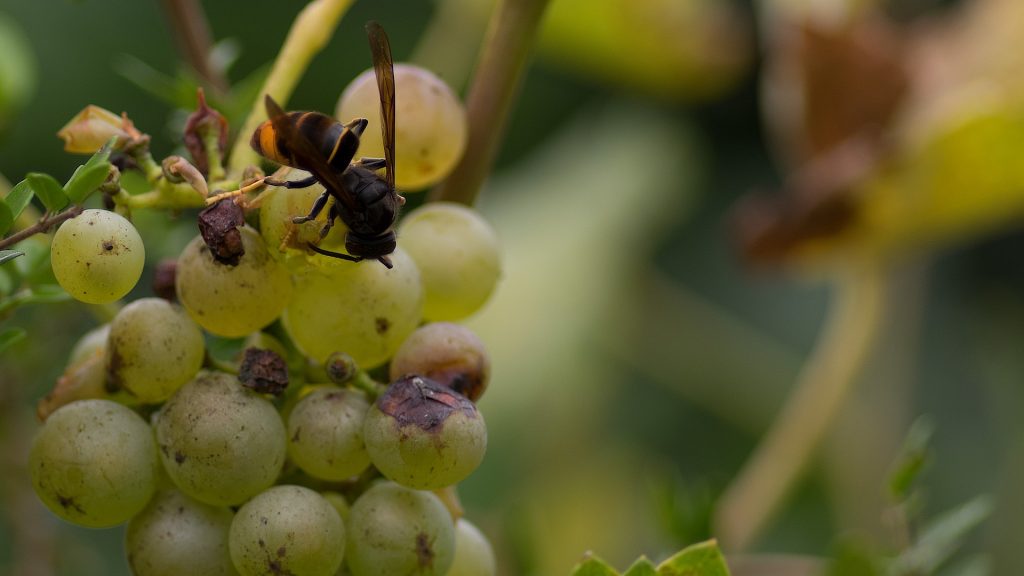 Sršeň asijská má o něco menší rozměry a tmavší odstín než sršeň obecná