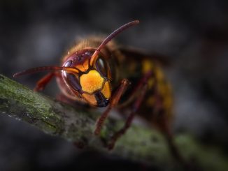 Sršeň asijská (Vespa velutina) se v ČR objevila poprvé loni v říjnu v okolí Plzně. Nedávno se tento druh objevil i na Opavsku