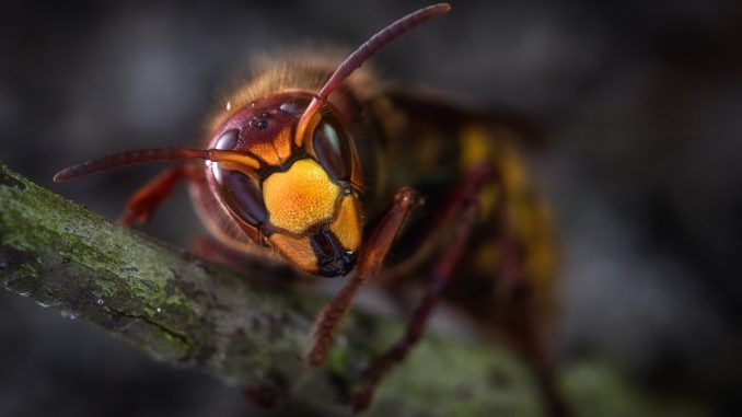 Sršeň asijská (Vespa velutina) se v ČR objevila poprvé loni v říjnu v okolí Plzně. Nedávno se tento druh objevil i na Opavsku