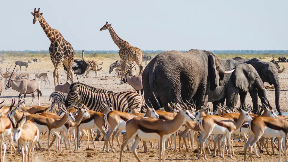 Namibie plánuje kvůli suchu zabíjet slony a zebry