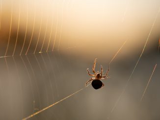 Pavouk Nosferatu (Zoropsis spinimana), původem ze Středomoří, se díky klimatickým změnám pomalu stěhuje do střední Evropy