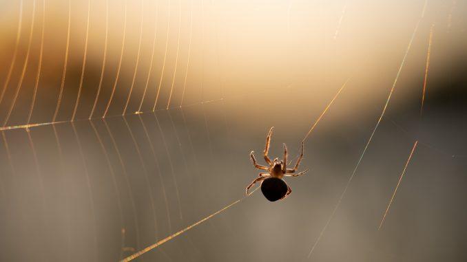 Pavouk Nosferatu (Zoropsis spinimana), původem ze Středomoří, se díky klimatickým změnám pomalu stěhuje do střední Evropy